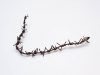Section of barbed wire from a Canadian battlefield, WW I