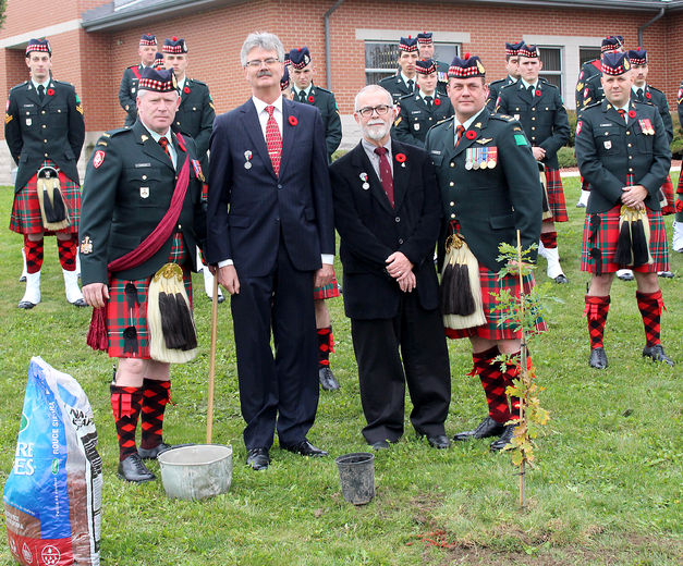 Vimy Oak Sapling